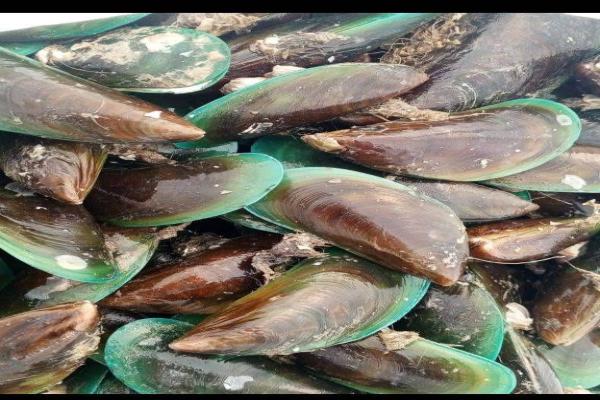 Kerang Hijau